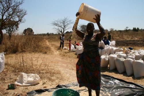 A farmer cleaning her maize at Mapepo depot in Kafue